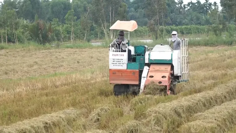Canh dong lua sau vu thu hoach voi nhieu rom ra, minh hoa nguon sinh khoi pho bien o viet nam